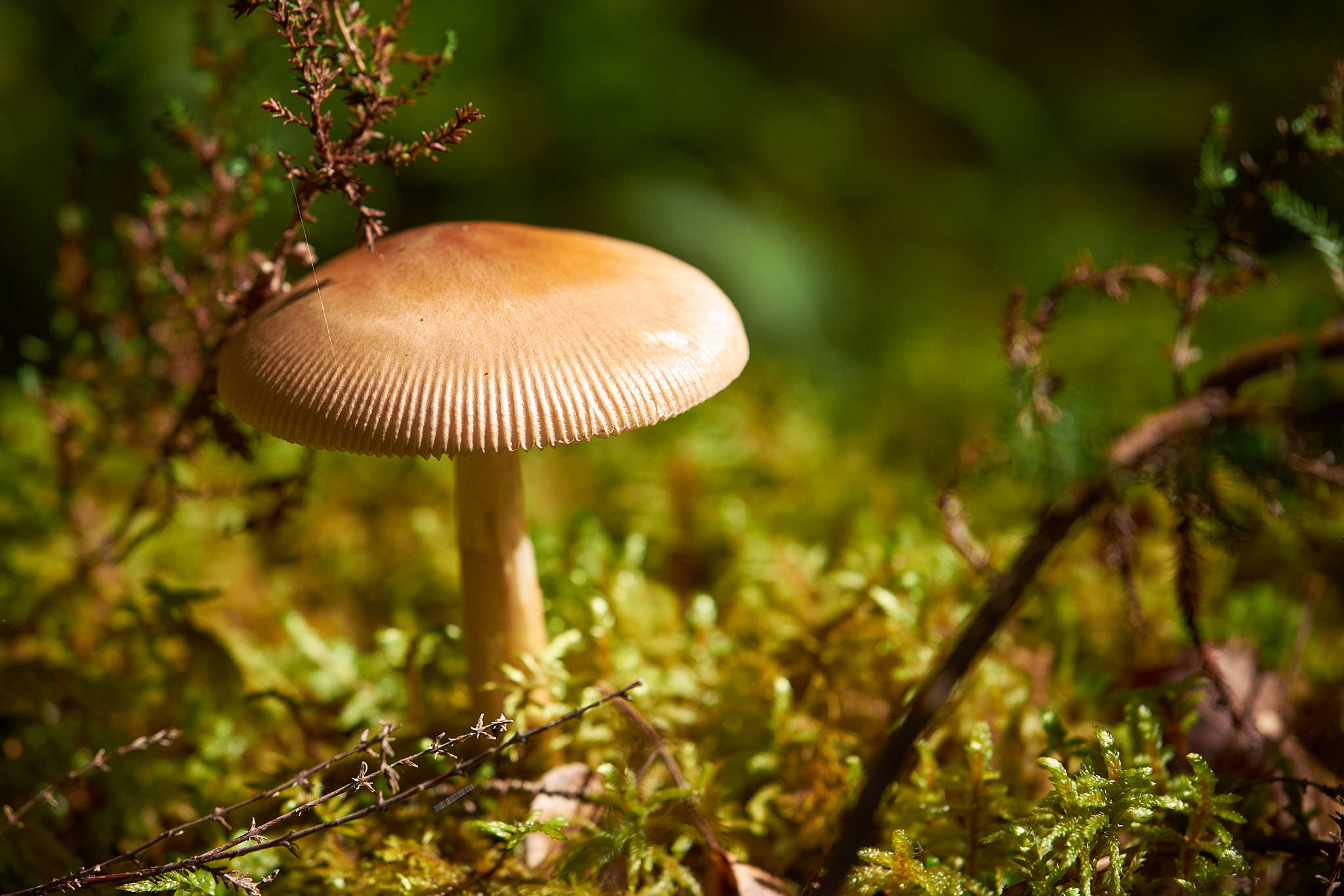 Schweden / Sweden